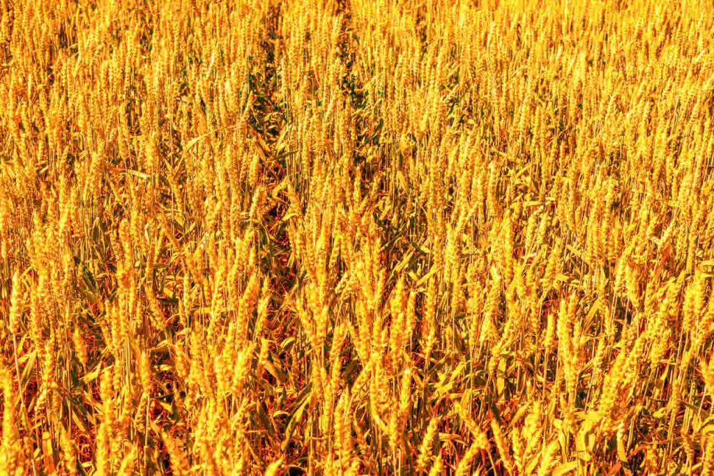 BNDES Aprova R$ 52,3 Bilhões para o Agro em 2024 Crescimento de 26% em Relação ao Ano Anterior